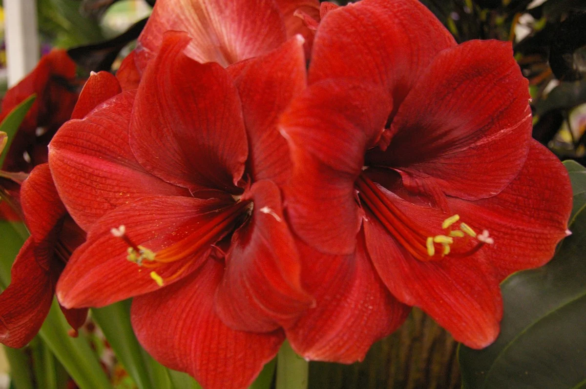 Amaryllis_red_blooms-w.jpg
