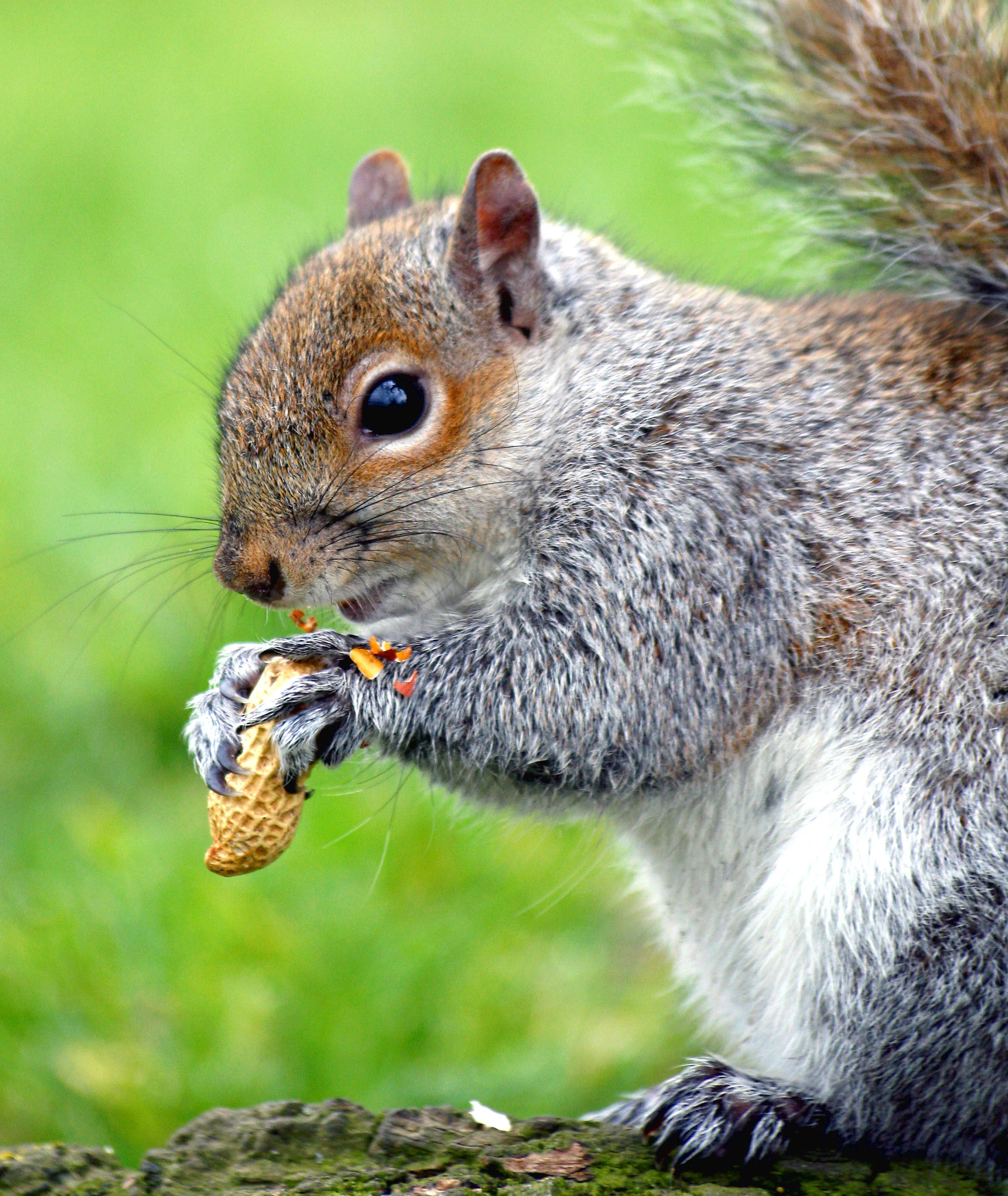 National Squirrel Appreciation Day is January 21!