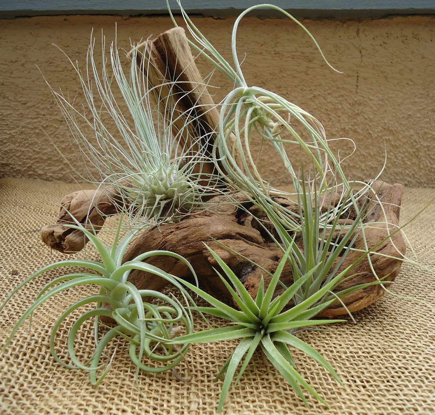 Tillandsia_Plants_Various_W.jpg