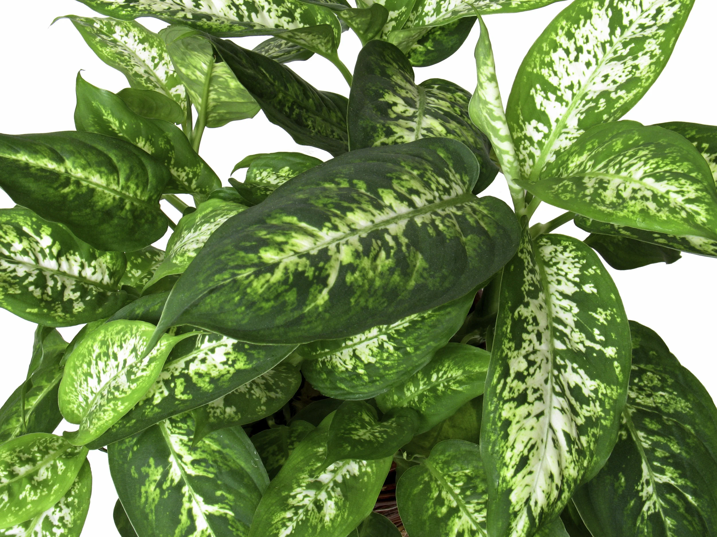 Dieffenbachia_B_w.jpg