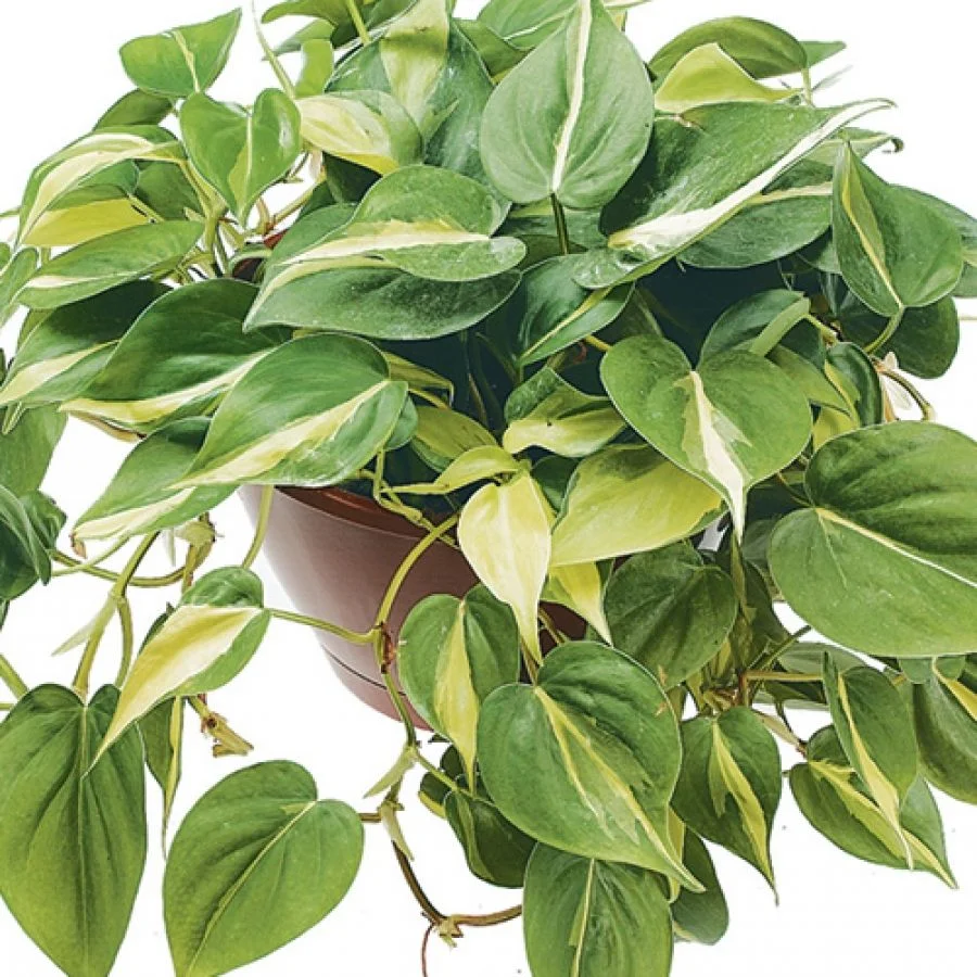 Philodendron_Plant_w.jpg