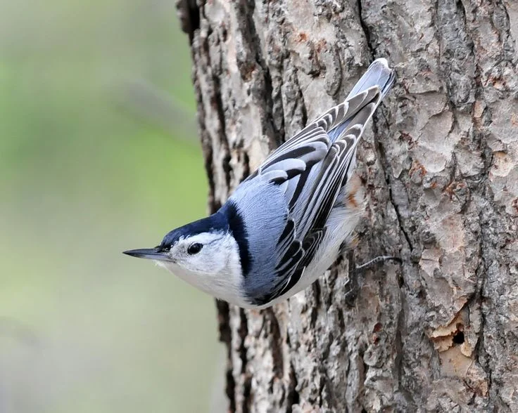 Bird_Nuthatch_White-Breasted_w.jpg
