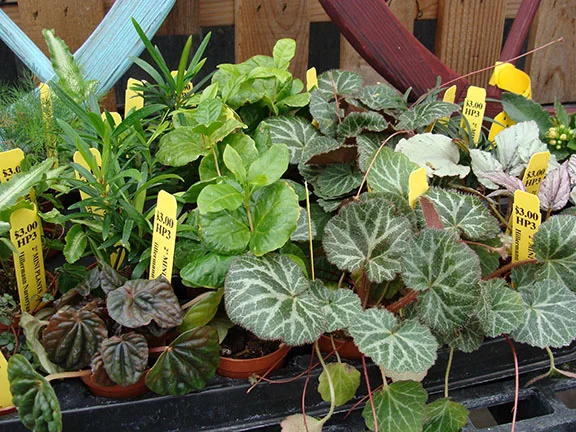 Mini_Garden_Plants_2-19sw.jpg