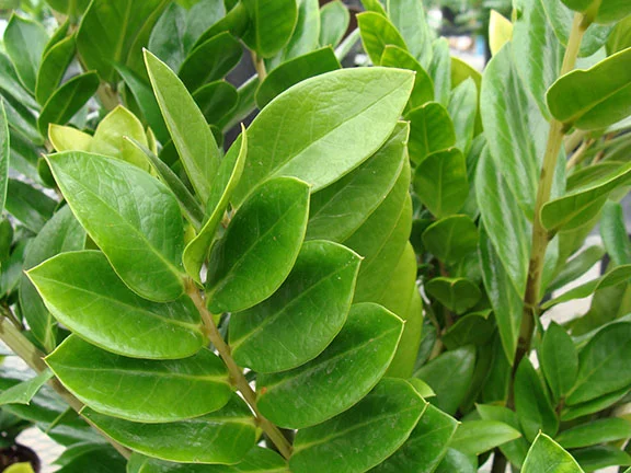 ZZ_Plant_Close_2-19_sw.jpg