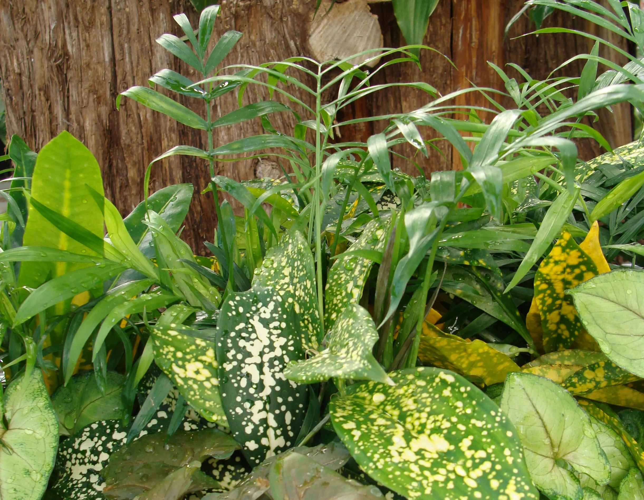 Houseplant of the Week - 2/27/19
