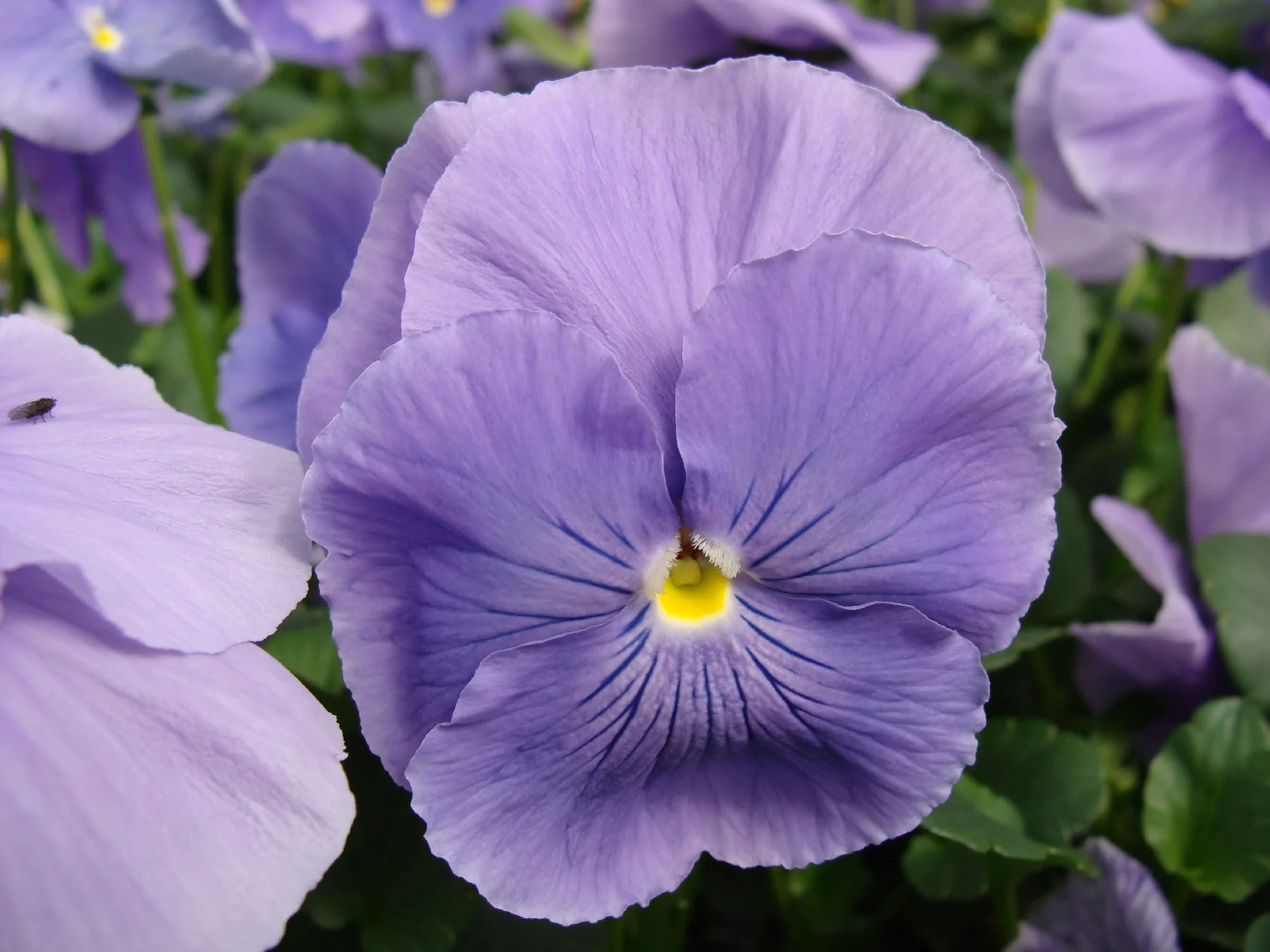PansyLtPurpleB3-13s6.jpg