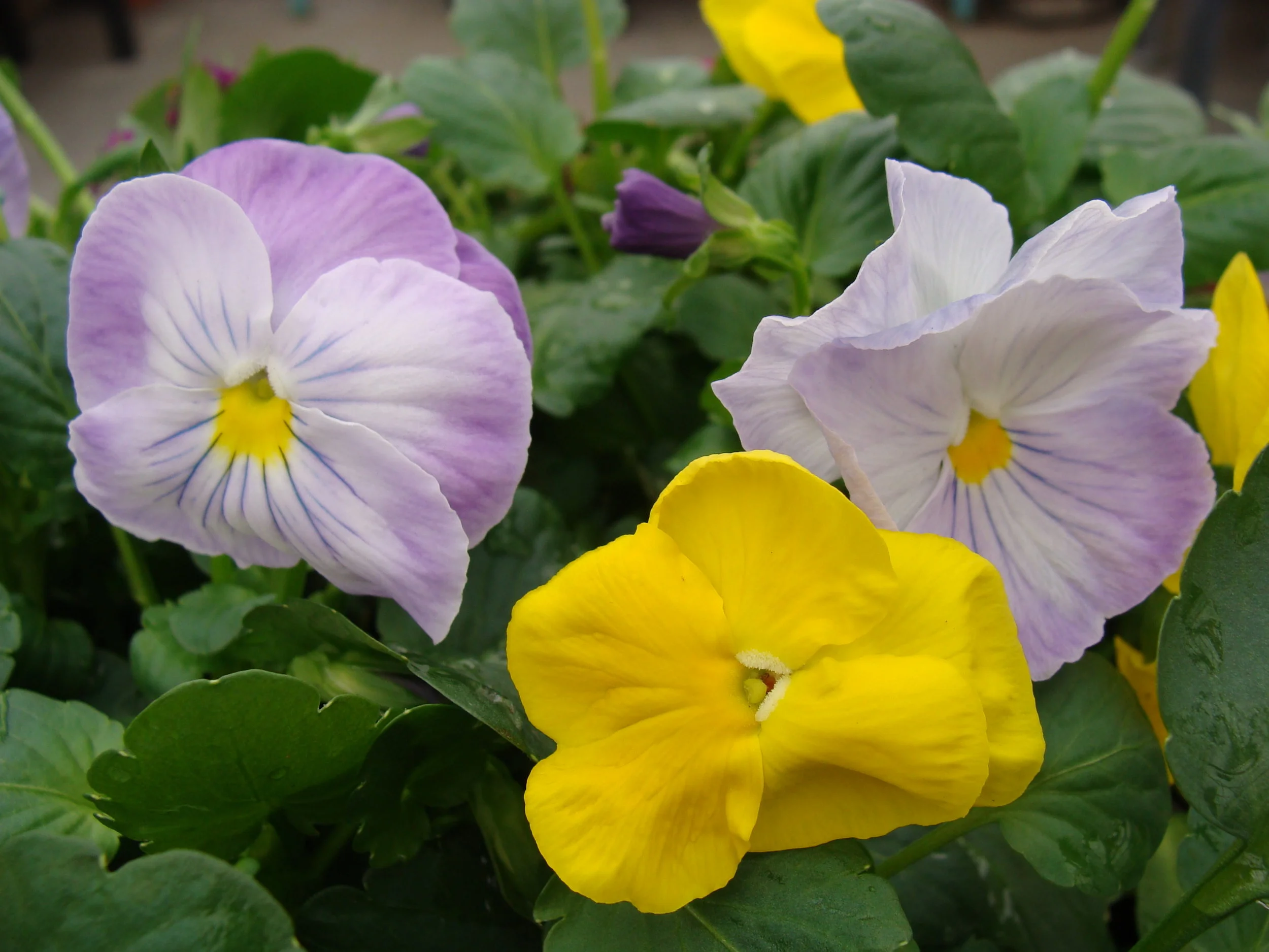 Plants and Items for SPRING!