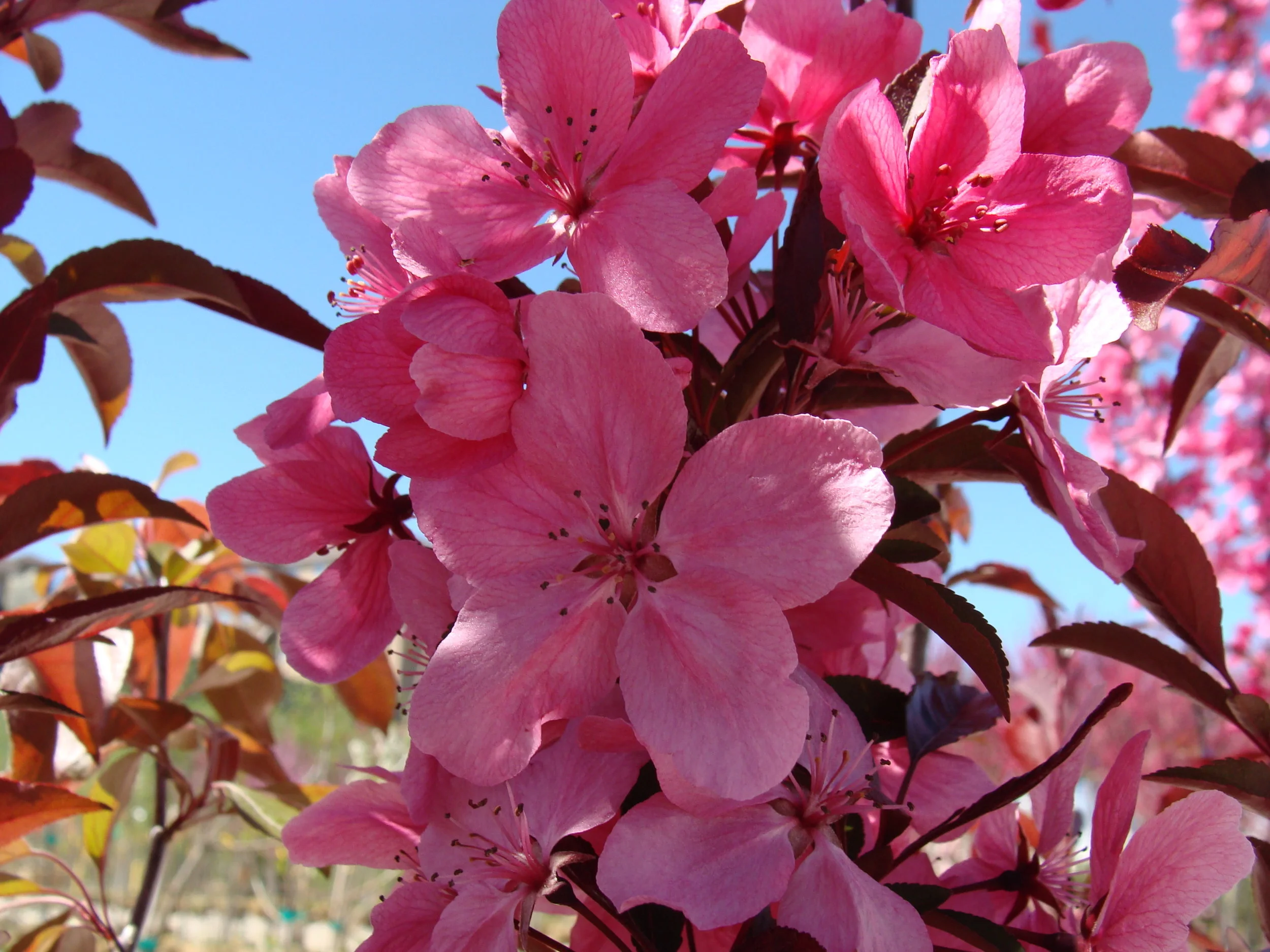 Spring Is Unfolding at Hillermann's!