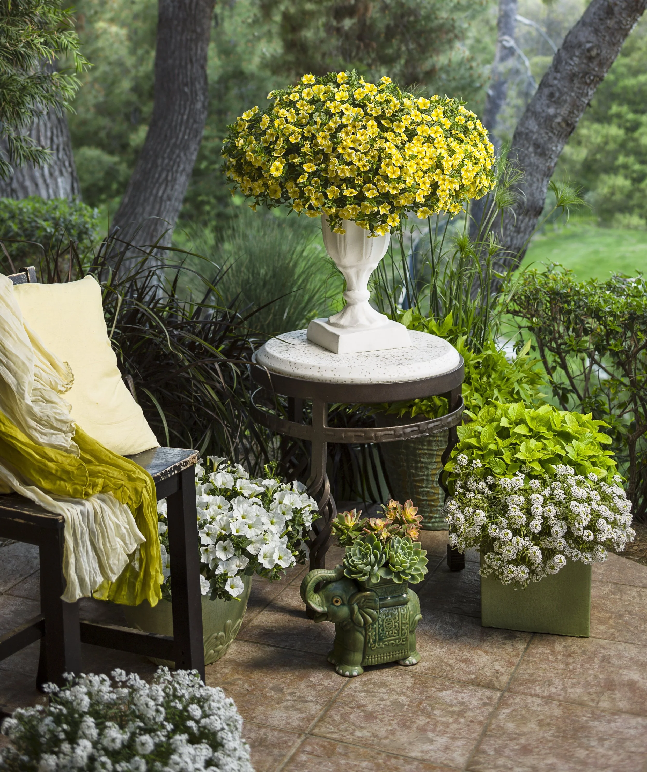 Photo: www.provenwinners.com