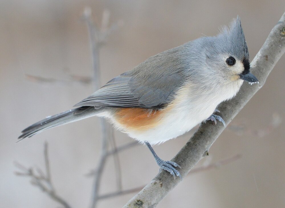 Titmouse Fascinating Tufted
