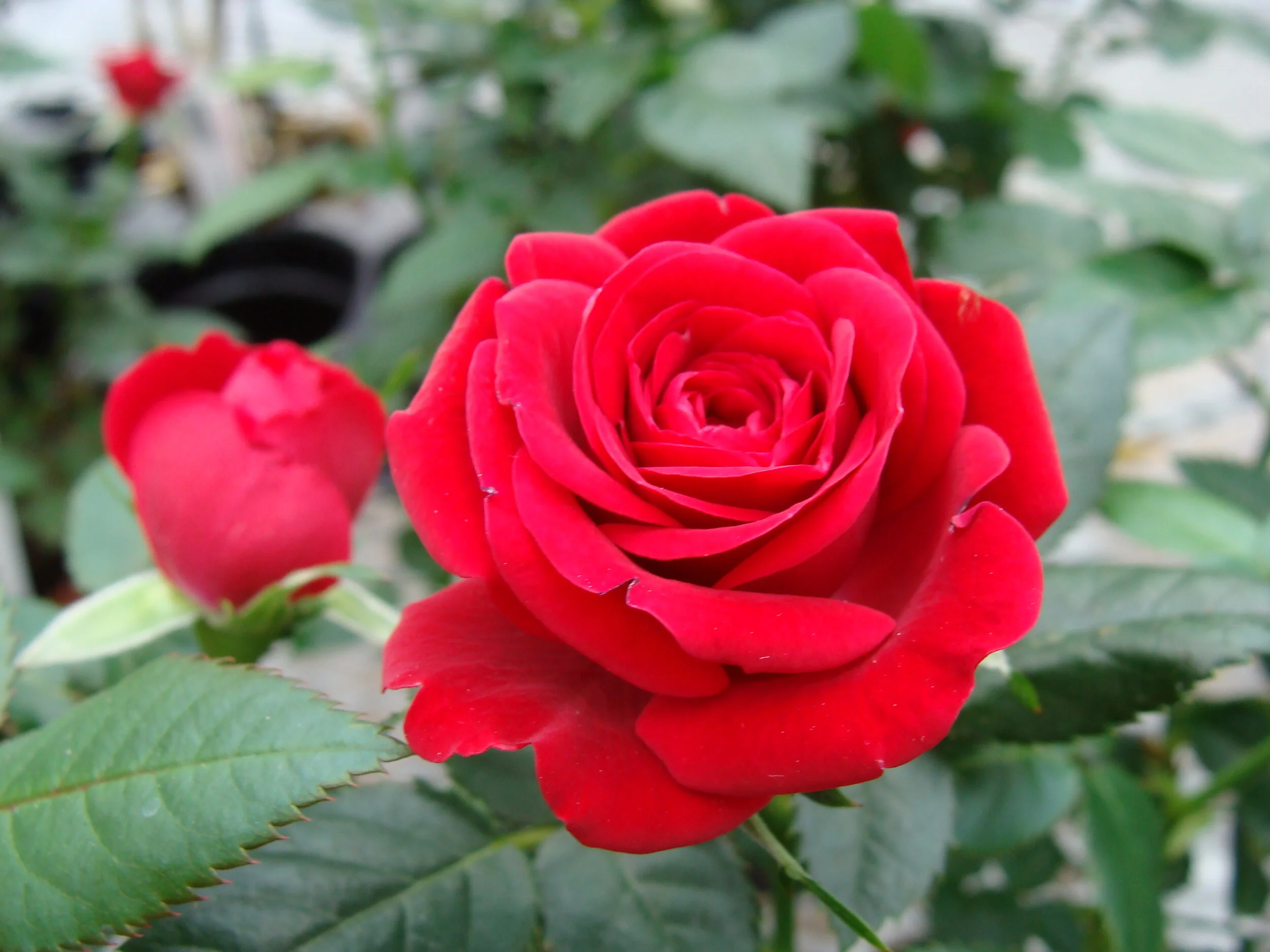 Great Gifts for Valentine's Day!