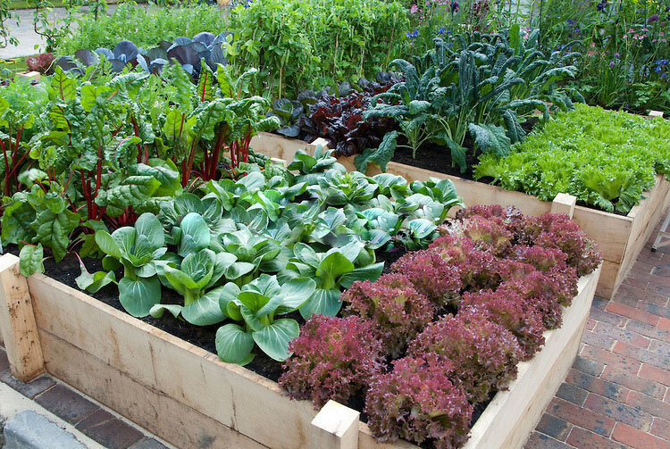 Tips for the Garden - April 2020