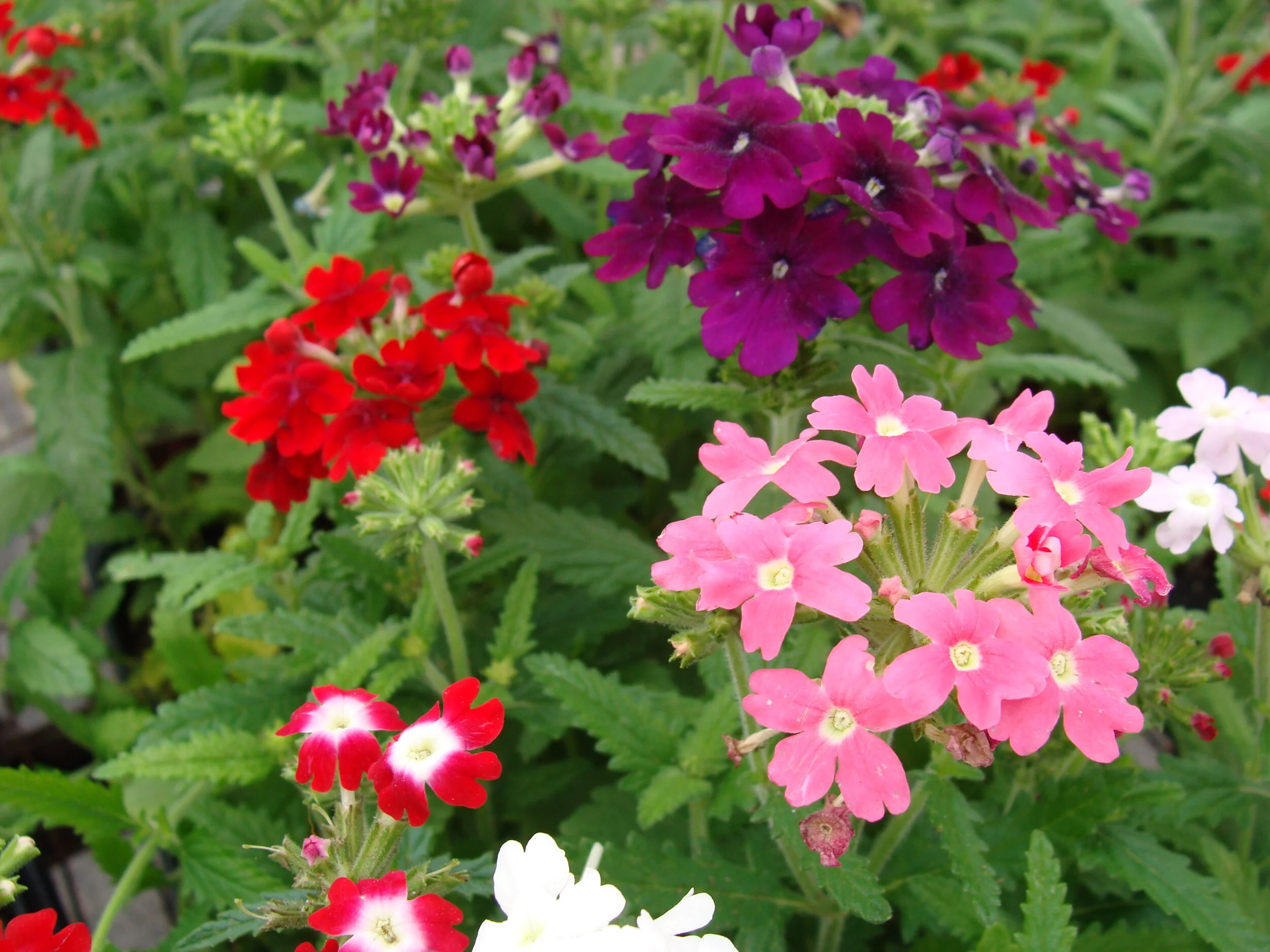 More Plant Arrivals at Hillermann's!