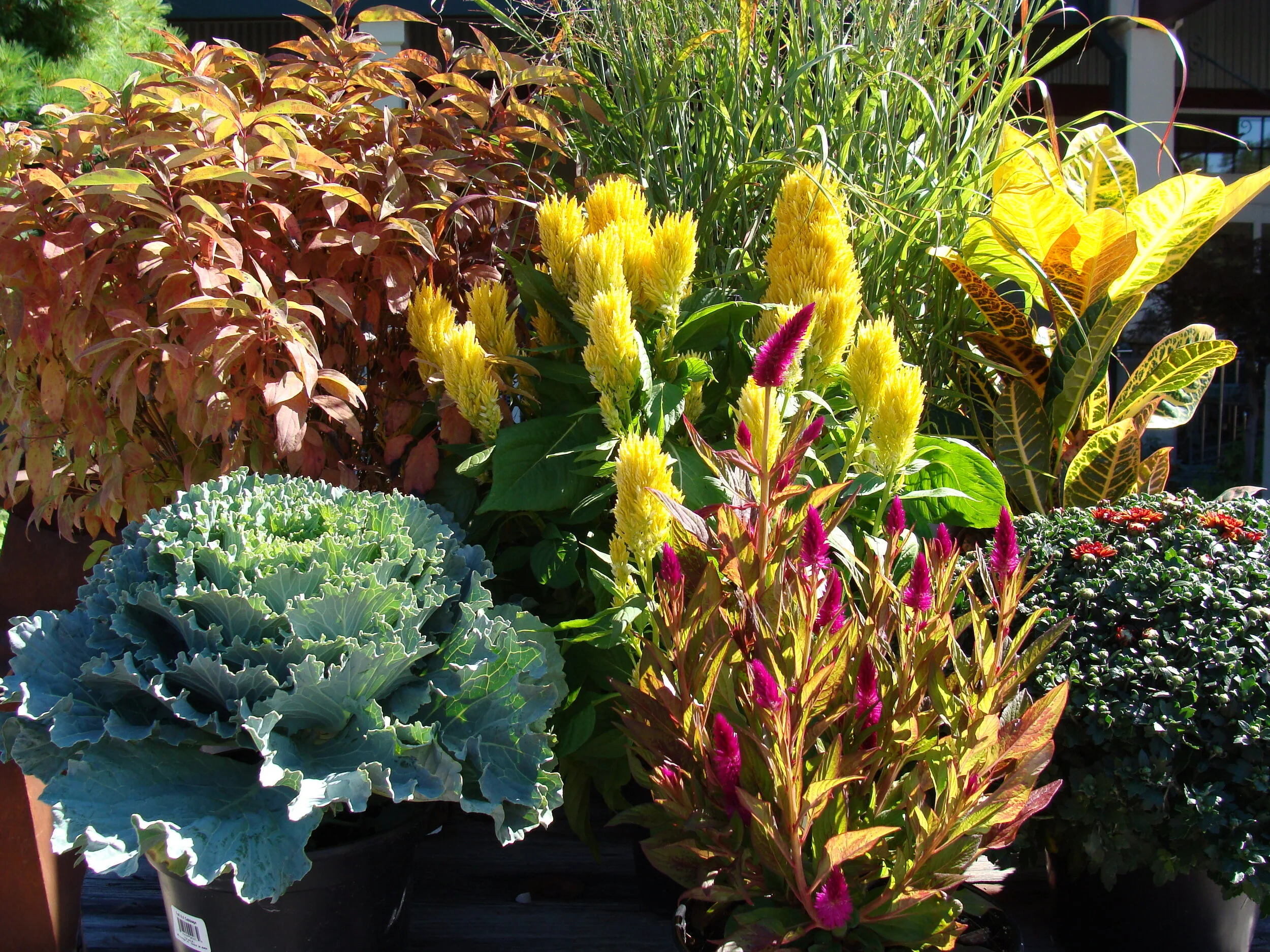 Fall Plants, Items and Displays Available NOW!