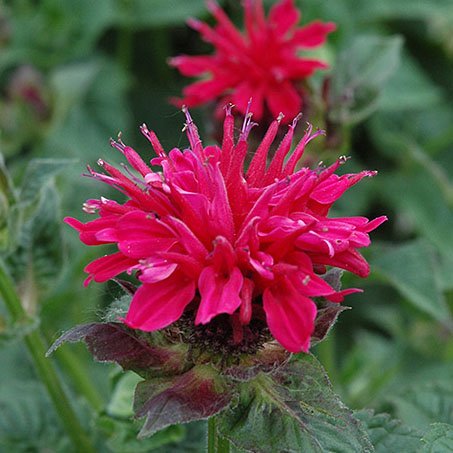 Monarda_Fireball_Beebalm_NetPS_PlantFinder_csw.jpg