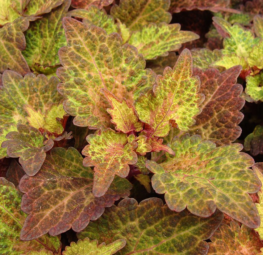 Coleus_Indian_Summer_HHNF_DiO_5-23csw.jpg