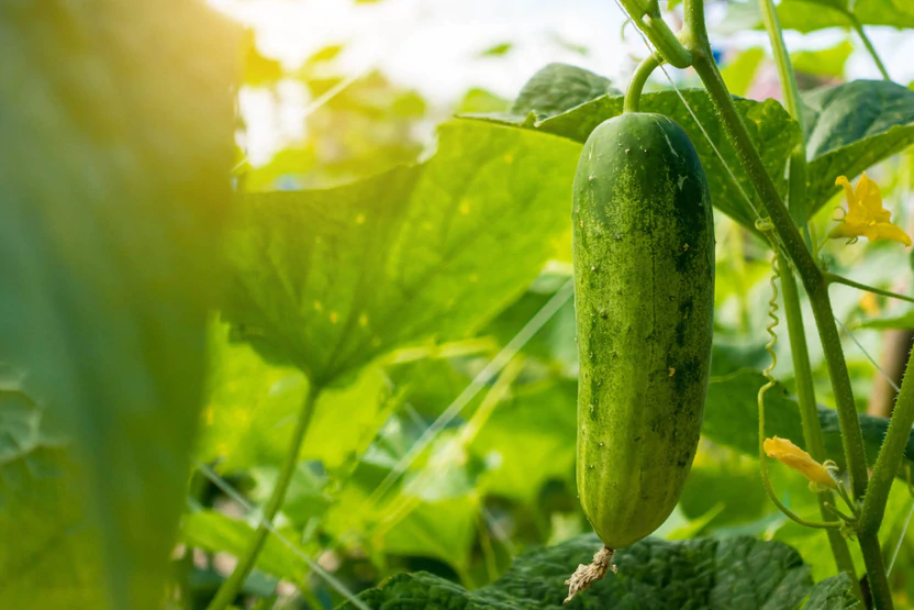 Vegetable_Cucumber_BONNIE_Plants.png