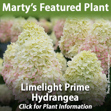 Featured_Plant_Marty_Hydrangea_Limelight_Prime_B.png