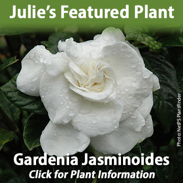 Featured_Plant_JulieGardenia_Jasminoides.png