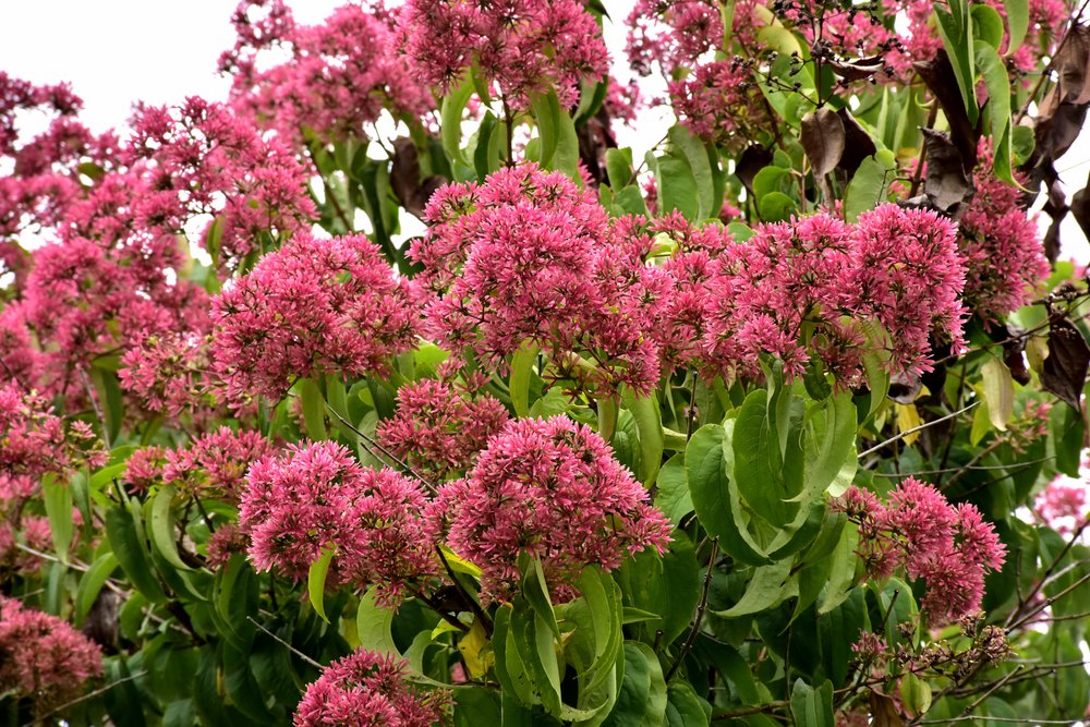 Seven_Son_Flower_Temple_Of_Bloom_Heptacodium_NetPS_PlantFinder.jpg