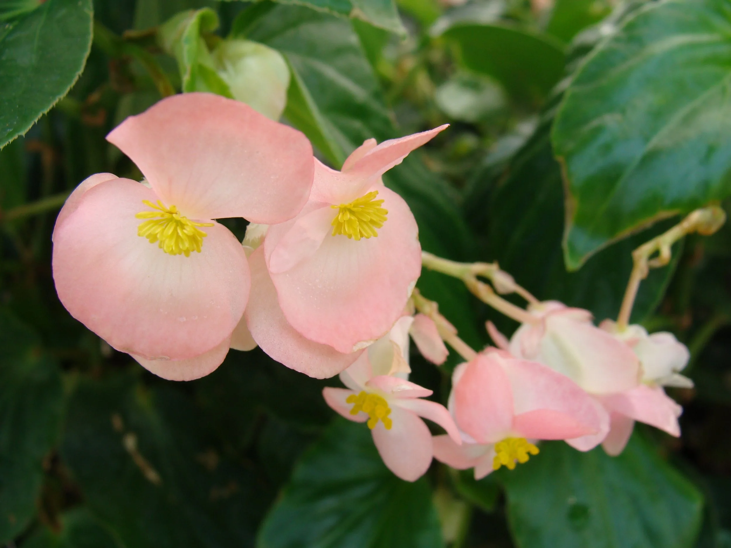 June 27, 2023 Hoffmann Hillermann Nursery &amp; Florist Newsletter