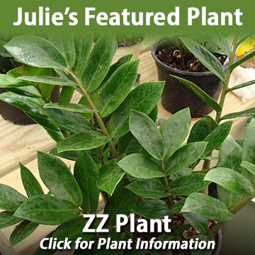Featured_Plant_Julie_ZZ_Plant.png