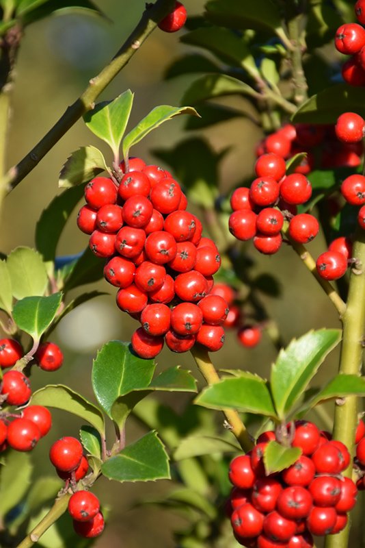 Holly_Castle_Spire_M_Berries_NetPS_PlantFinder.jpg