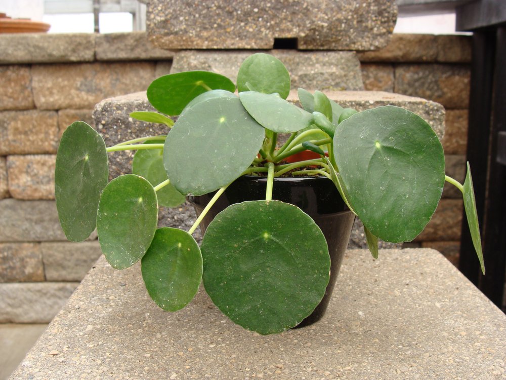 Pilea_Chinese_Money_HHNF_DiO_8-23a.jpg