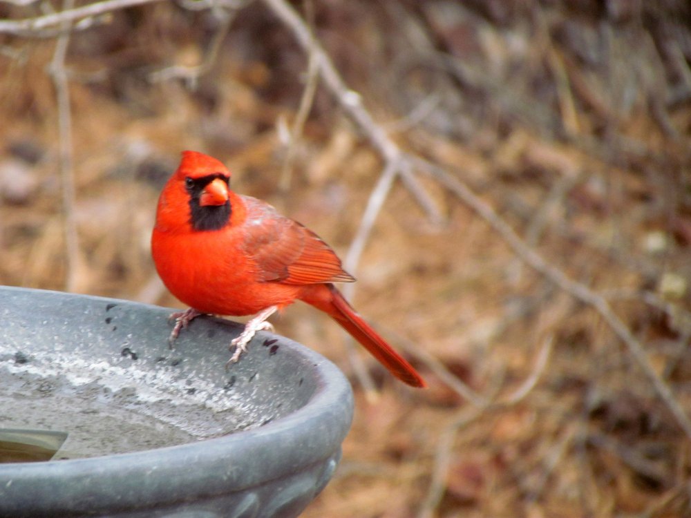 Bird-Cardinal_At_Bath.jpg