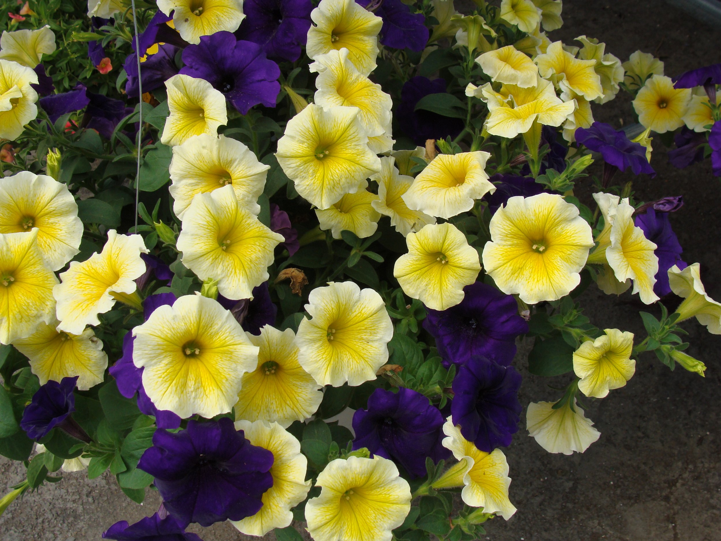 Spring 2024 - New Plants, Items &amp; Displays