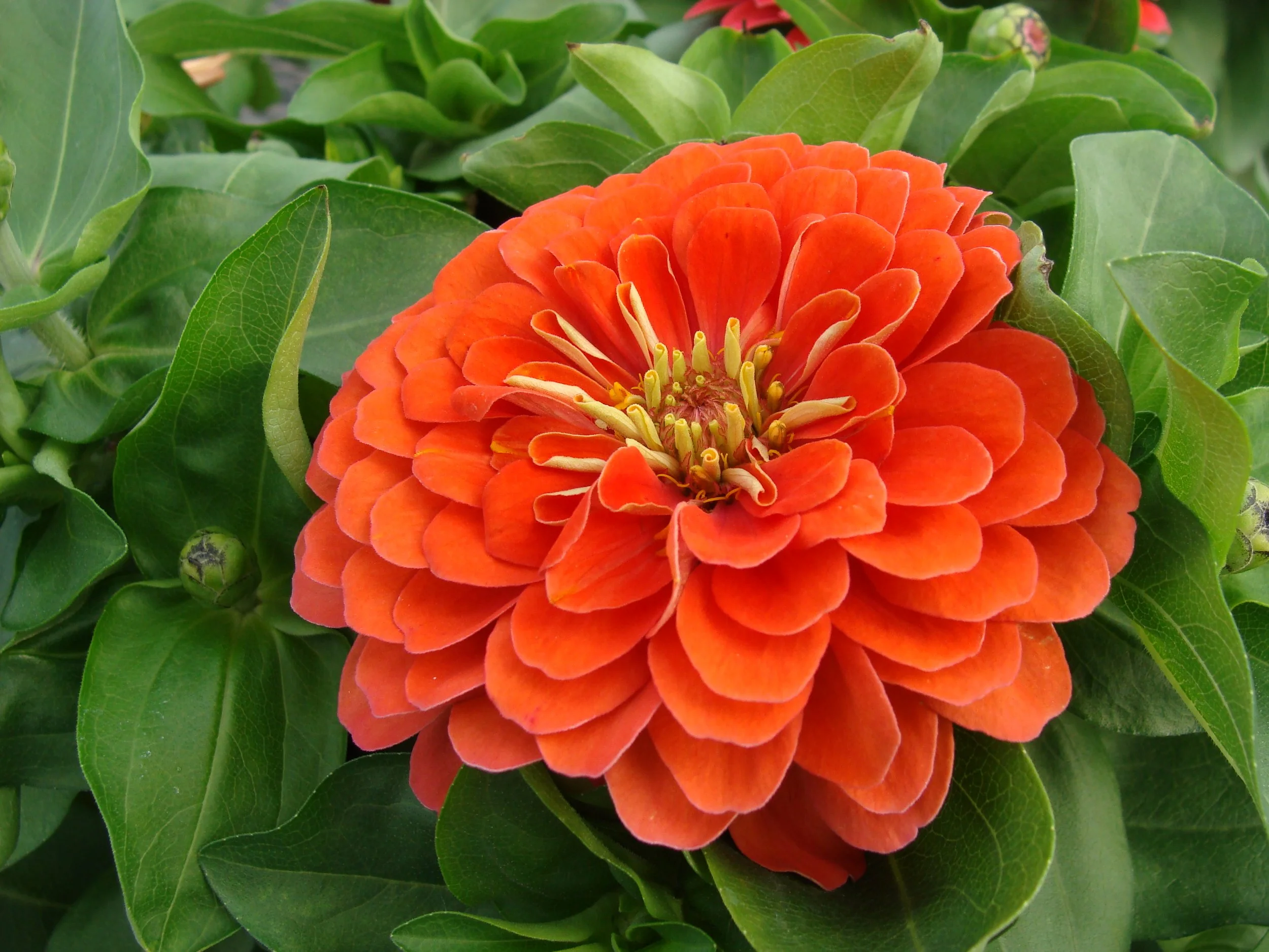 Fall 2024 Plants, Items, Décor, &amp; Displays