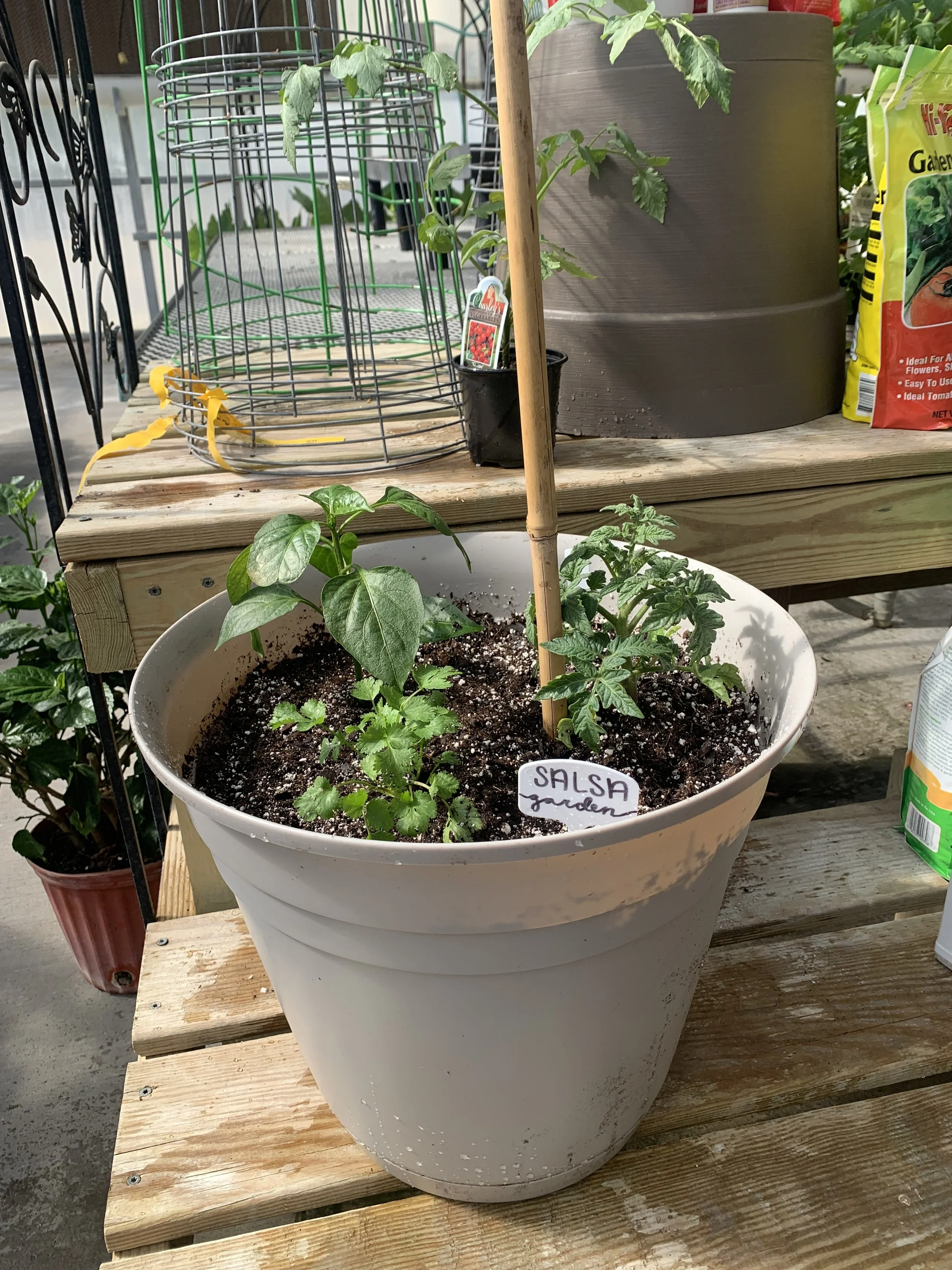 Patio Salsa Garden - May 24th, 2025