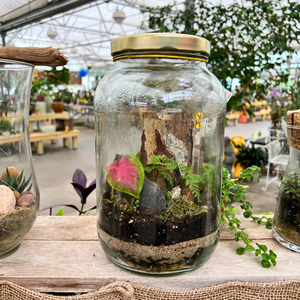 Gallon Jar Terrarium - October 11th, 2025