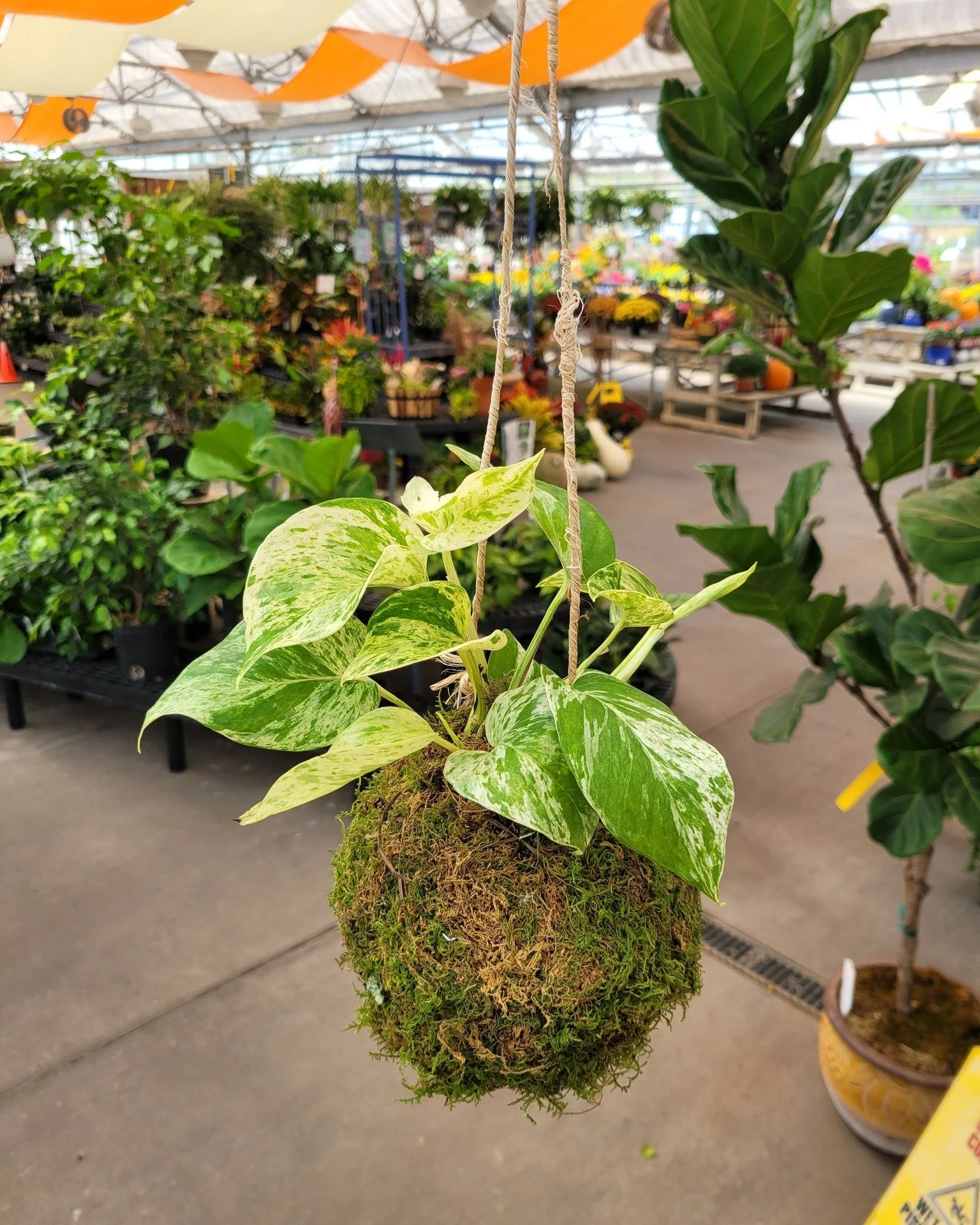 January 17 (Sat): Moss Appeal - (11:00 am)