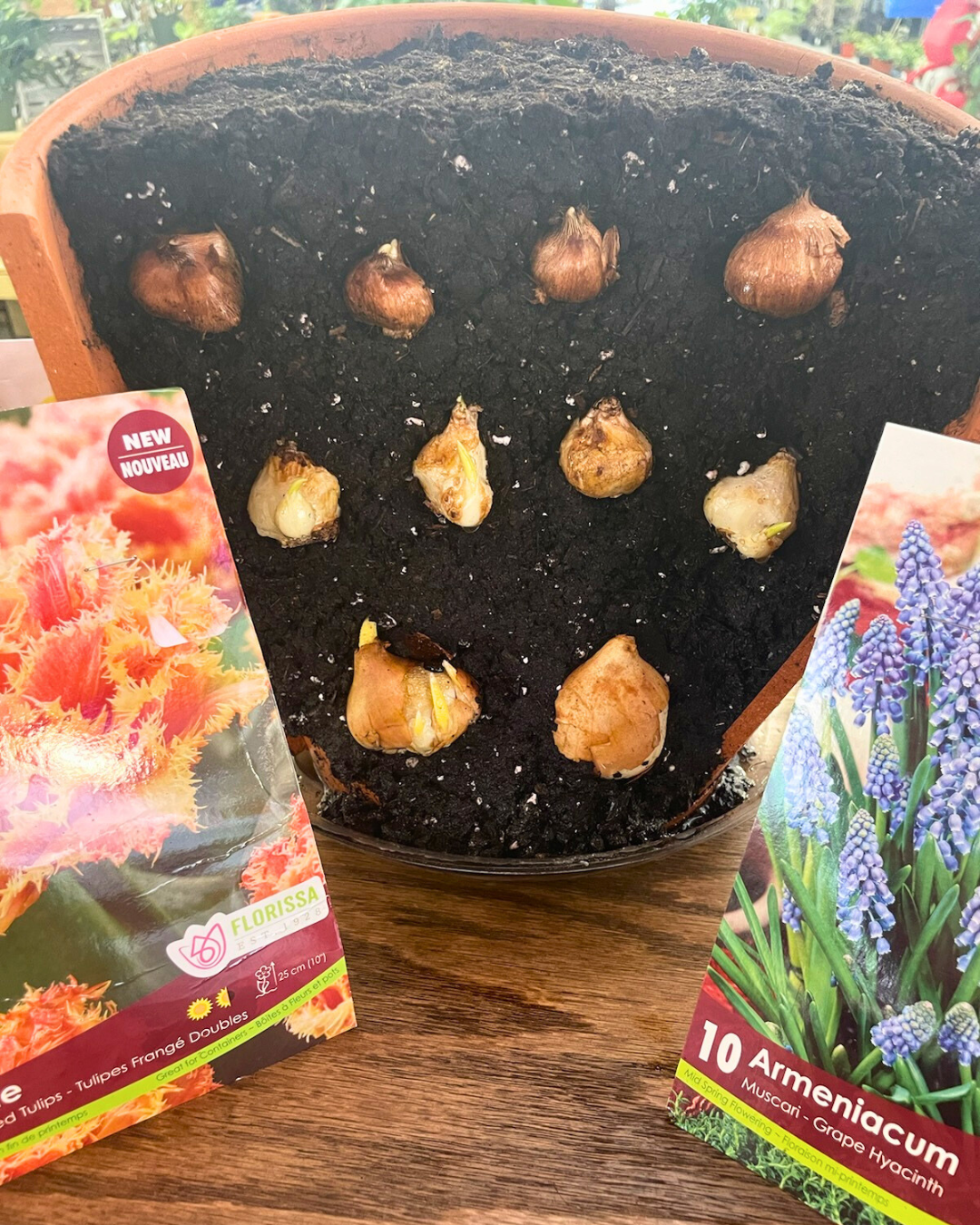 February 7 (Sat): Bulb Lasagna Planter