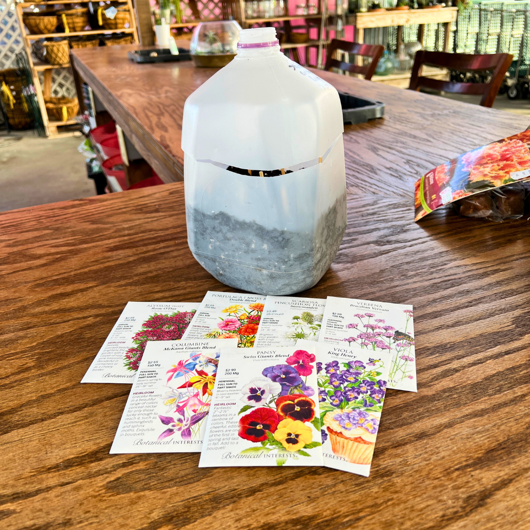 February 14 (Sat): Milk Jug Flower Starters