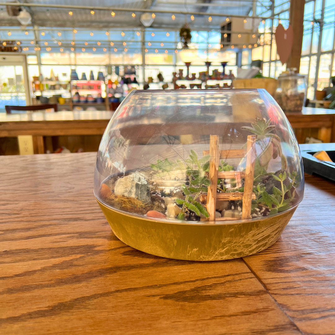 February 21 (Sat): Modern Terrarium