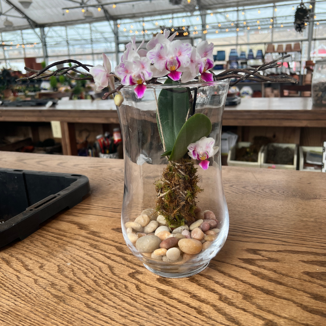 March 7(Sat): Orchid&nbsp;&nbsp;Kokedama Open Terrarium - (11:00)