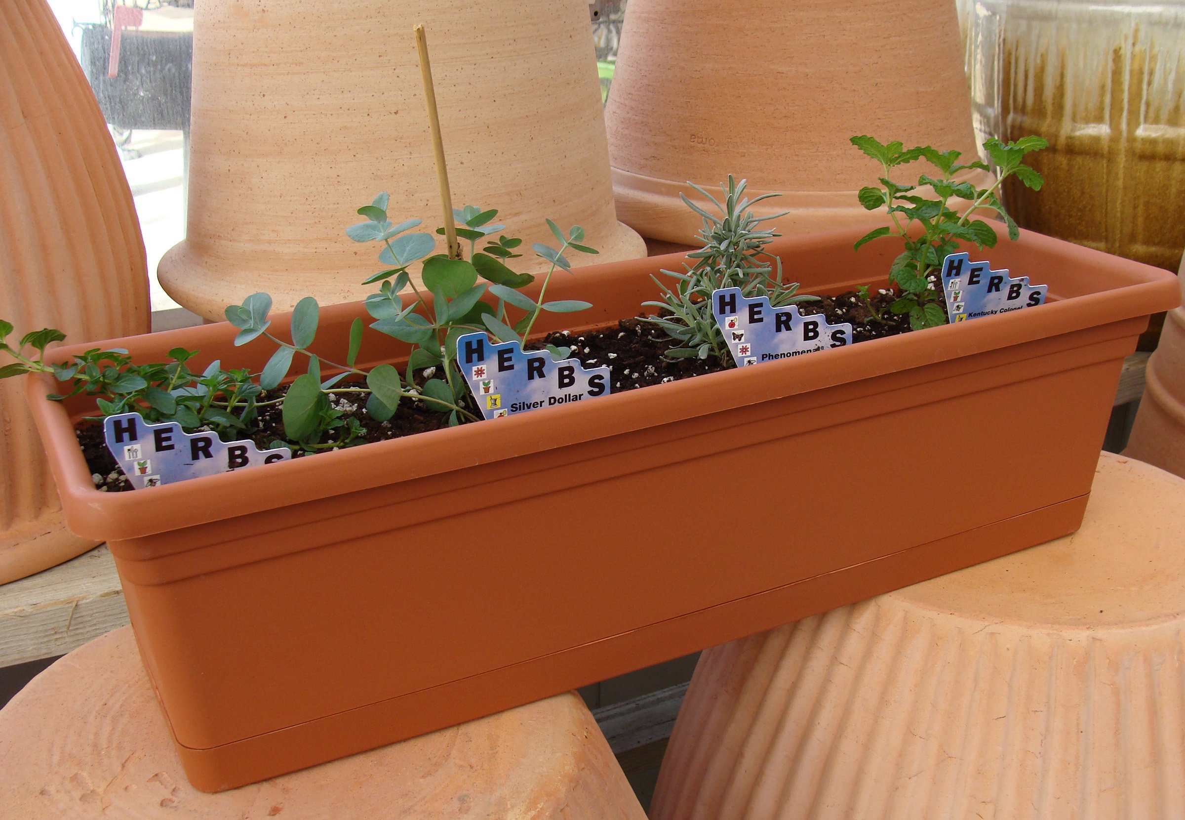 April 18 (Sat): Tea Garden - (11:00 am)