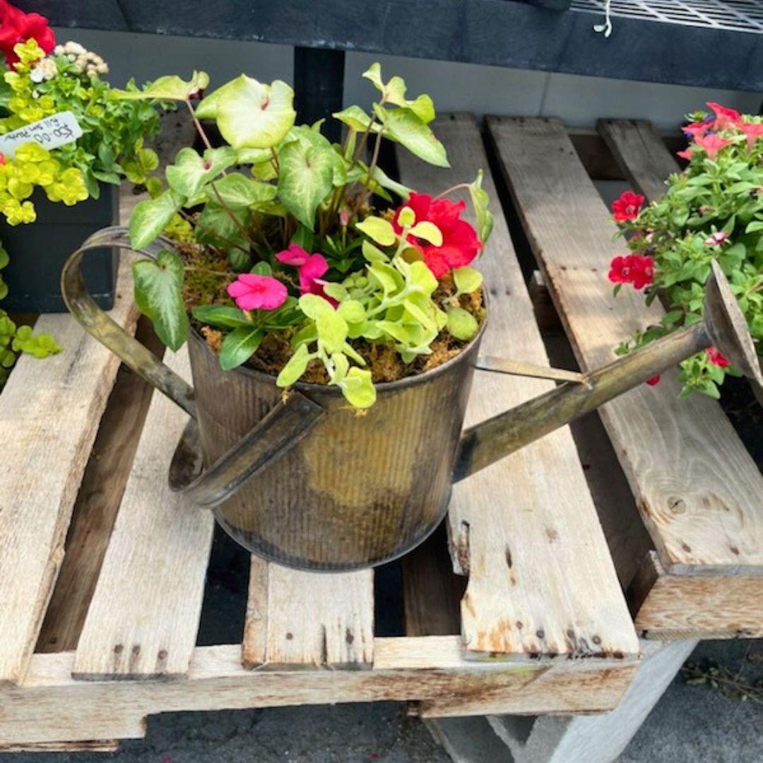 May 16 (Sat): Rustic Watering Can Combo Display - (11:00 am)