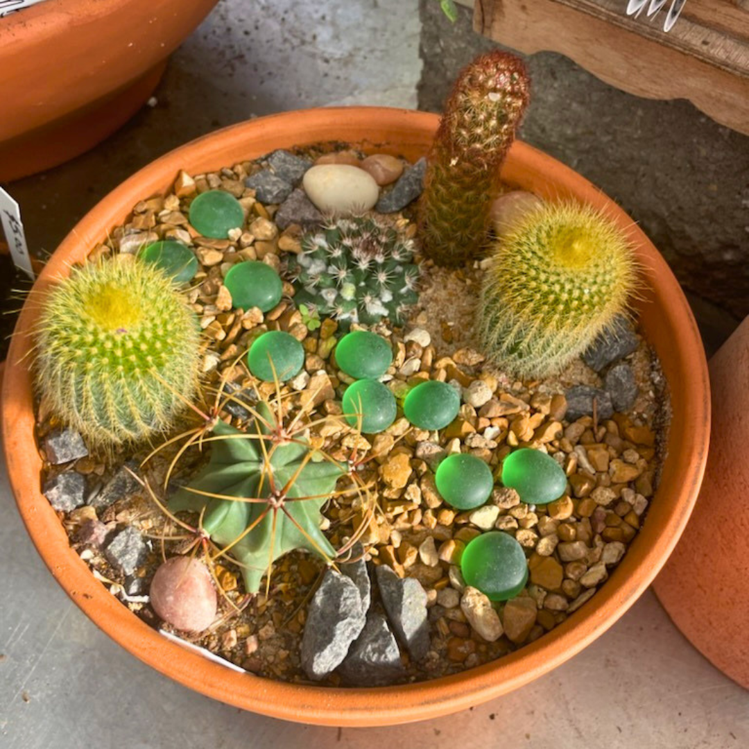 May 23 (Sat): Cacti Dish Garden - (11:00 am)