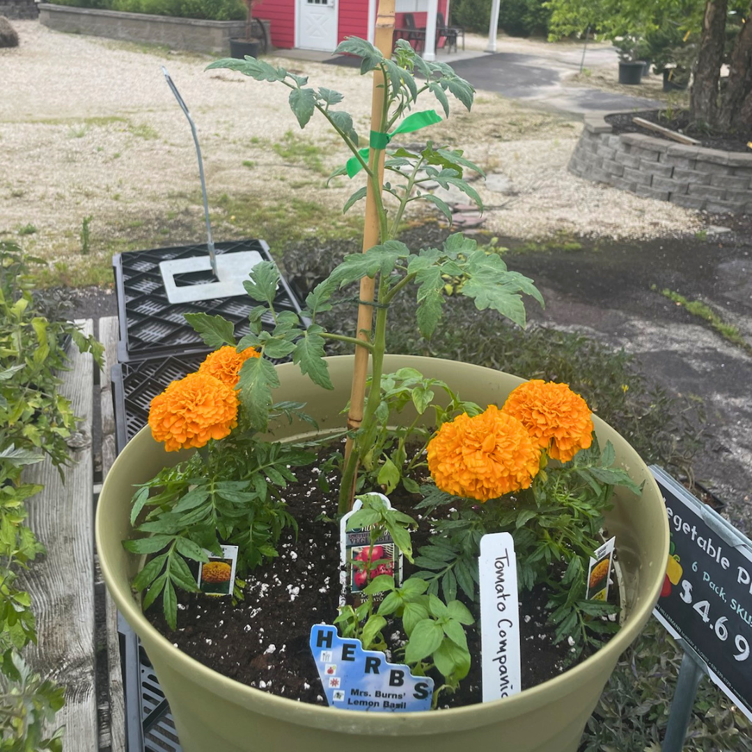 June 6 (Sat): Tomato Companion Planter - (11:00 am)
