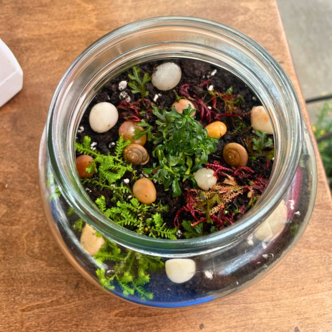 June 13 (Sat): Closed Terrarium - (11:00 am)
