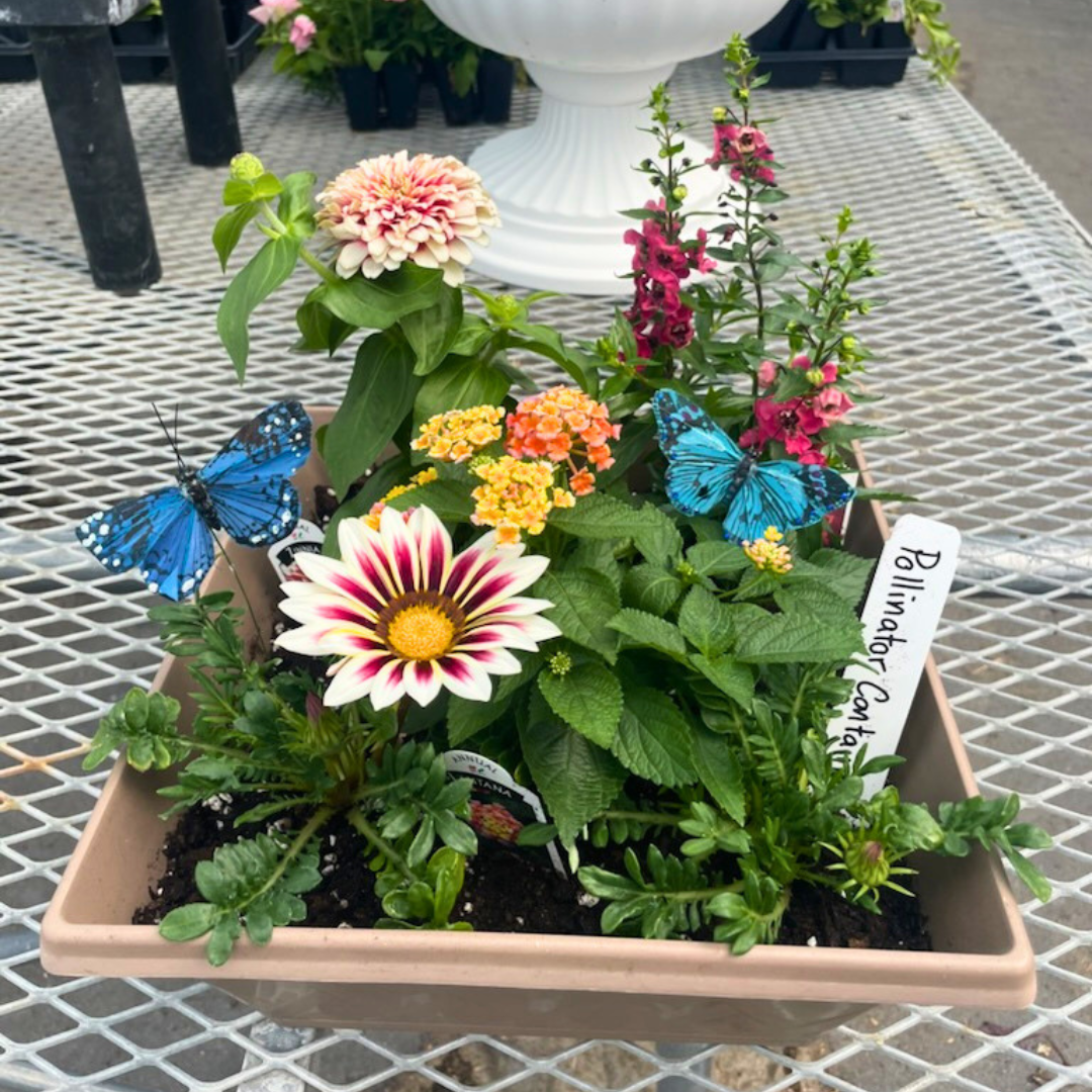 June 20 (Sat): Pollinator Container Garden - (11:00 am)