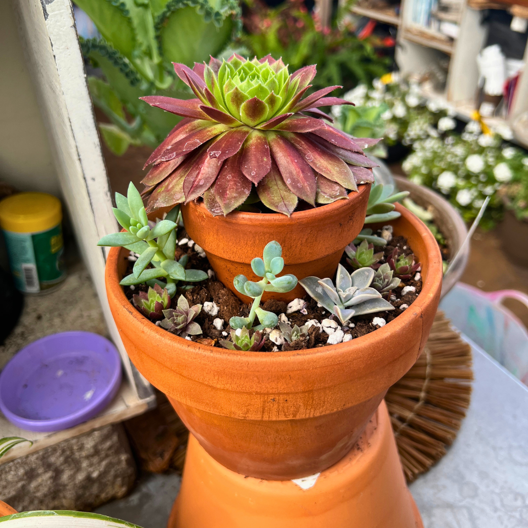 June 27 (Sat): Succulent Tower - (11:00 am)