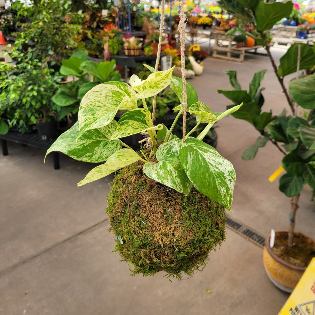 July 11 (Sat): Kokedama - (11:00 am)