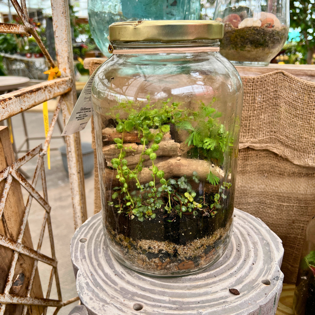 August 1 (Sat): Gallon Jar Terrarium - (11:00 am)