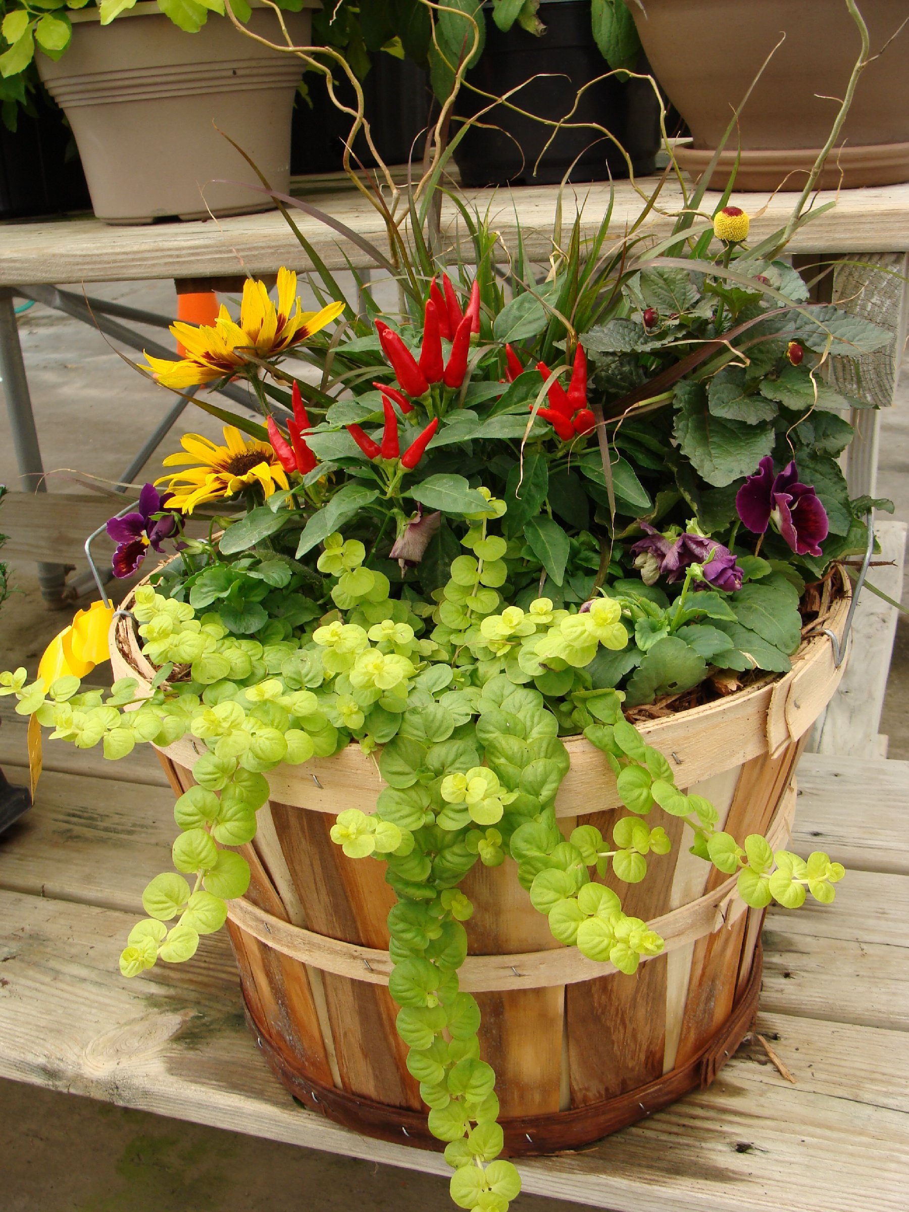 August 29 (Sat): Fall Porch Pot – (11:00 am)