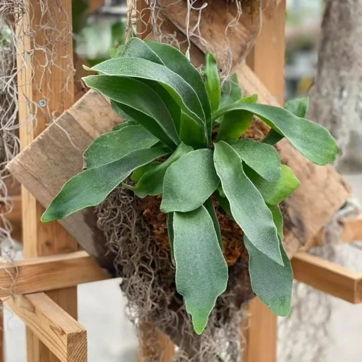 September 5 (Sat): Staghorn Fern Mounting - (11:00 am)