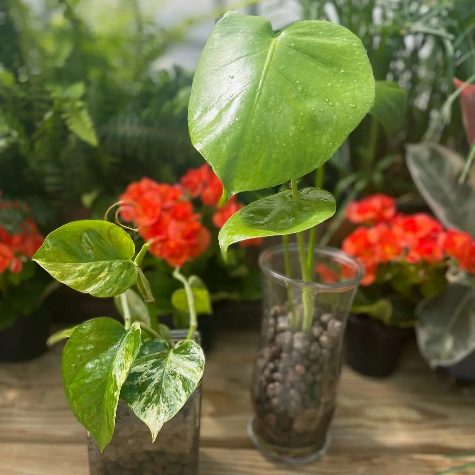 September 19 (Sat): Growing With LECA - (11:00 am)